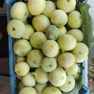 انجیر عالی. هر چقدر بخواهید