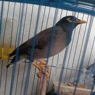 مرغ مینا سخنگو