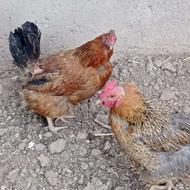 مرغ تخمگذار یکساله