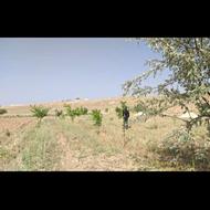 2000 متر دوجریب باغ 5ساله چنارسنقر