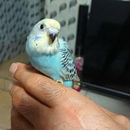 جوجه مرغ عشق دونخور
