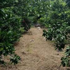فروش ویژه زمین اداری و تجاری 228 متر در 16 متری