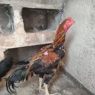 خروس لاری ومرغ برهما