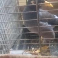 فروش,معاوضه مینا