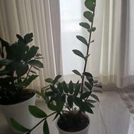 چندتا گل طبیعی بزرگ هست خودم سفارشی گرفتم