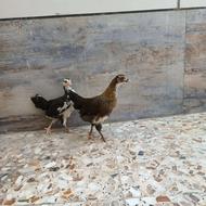 جوجه لاری دورگ