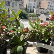 فروش گل مرجان هلندی (گل درست)