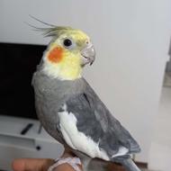 عروس هلندی سخنگو