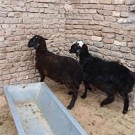 2راس بره بی چرب بی شکم درجه یک