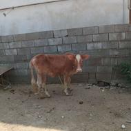 فروش گوساله ماده میزان