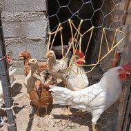 مرغ و خروس