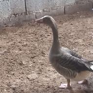 غاز محلی دورگه