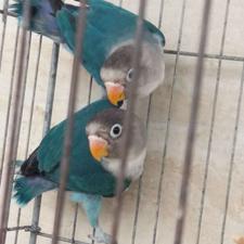 طوطی برزیلی کوتوله