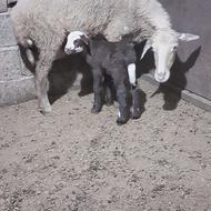 گوسفند مادر بره