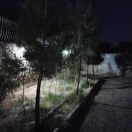 8 عدد کاج 10 ساله