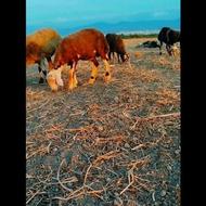 گوسفند بره قوچ بروجردی