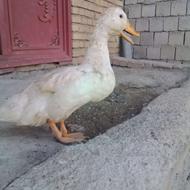 اردکماده3ماهه