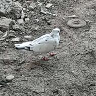 کبوتر پرشی معاوضه هم دارم