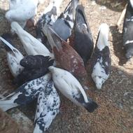 فروش کبوترپرشی