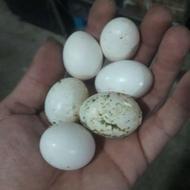12 تا تخم کبوتر دارویی