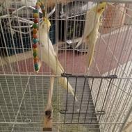 عروس هلندی نر و ماده