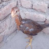 3 عدد جوجه لاری اصیل