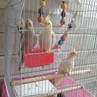 سه عروس هلندی بازیگوش