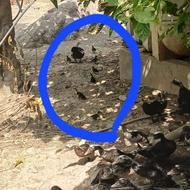 فروش جوجه اردک اسرائیلی