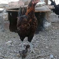 مرغ محلی خیلی عالی اصیل