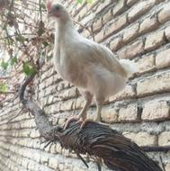یک عدد جوجه خروس محلی