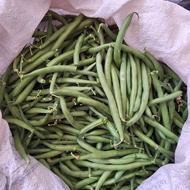 لوبیا سبز محلی درجه یک