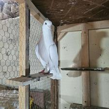 کبوتر پرشی درجه یک