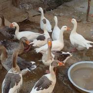 غاز محلی 1ساله09117886153
