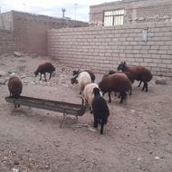 گوسفند میش و بره