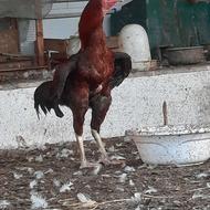 خروس لاری 4/5 و جوجه لاری