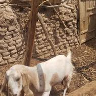 سلم تعدای بز بربری