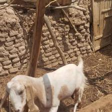 سلم تعدای بز بربری