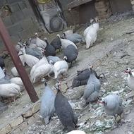 مرغ شاخدار