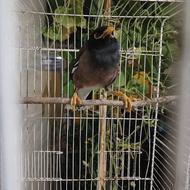 مرغ مینا سخنگو
