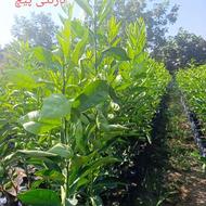 نهال نارنج نایلکسی(نهالهای دیگه هم موجوده)