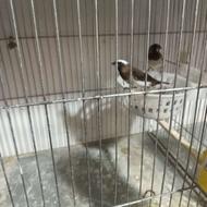 فنچ بنگال حرفه ای