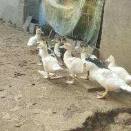 فروش بجه اردک خارجی