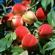 چیدن میوه در ترکیه