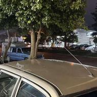 مدل 87 در حد نو شاسی پلمپ