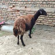 گوسفند نذری یا کشتاری