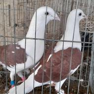 کبوتر دوبال