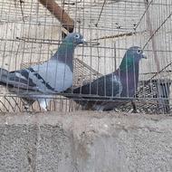کبوتر مسافتی