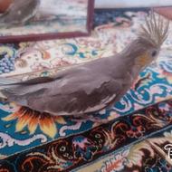 جوجه. عروس. هلندی. سرلاکی