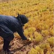 کارگرساده برای دسکنه