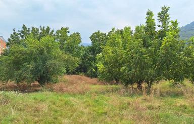 334 متر زمین روستای ولمازو